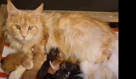 Maine Coon Kitten reinrassig mit Stammbaum seltene Linie