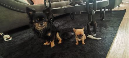 Chihuahua Welpen Männchen