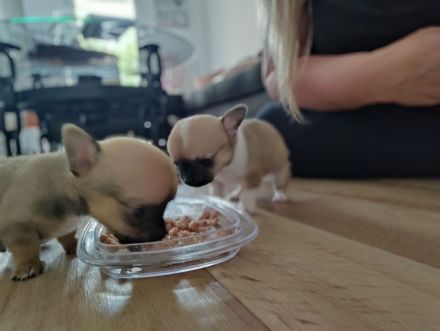Chihuahua Welpen Männchen
