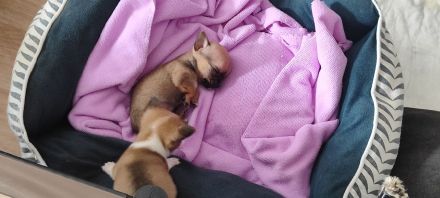 Chihuahua Welpen Männchen