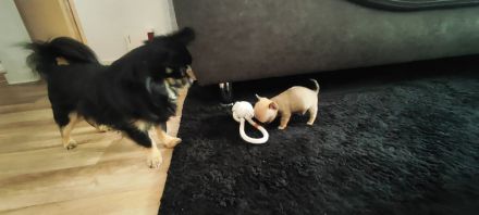Chihuahua Welpen Männchen