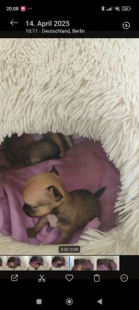 Chihuahua Welpen Männchen