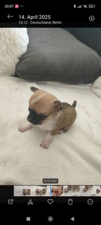 Chihuahua Welpen Männchen