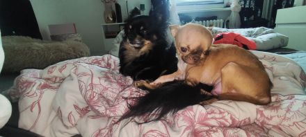 Chihuahua Welpen Männchen