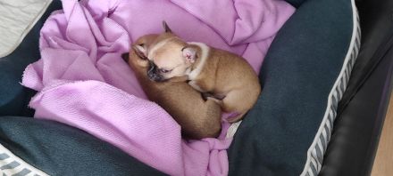 Chihuahua Welpen Männchen