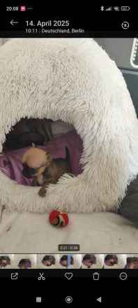 Chihuahua Welpen Männchen