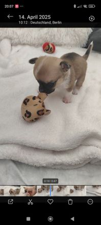 Chihuahua Welpen Männchen