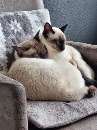 Reinrassige Thai-Katzen mit Stammbaum