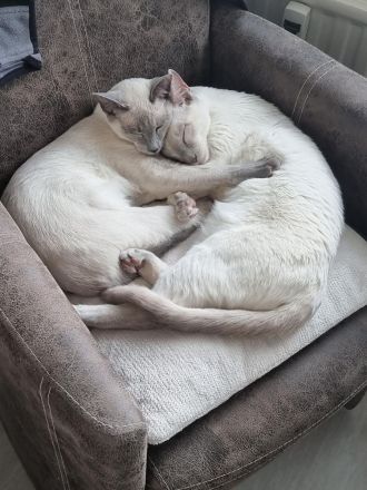 Reinrassige Thai-Katzen mit Stammbaum