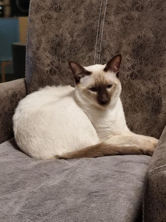 Reinrassige Thai-Katzen mit Stammbaum