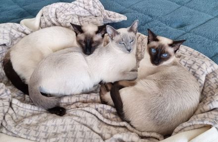 Reinrassige Thai-Katzen mit Stammbaum