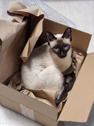 Reinrassige Thai-Katzen mit Stammbaum