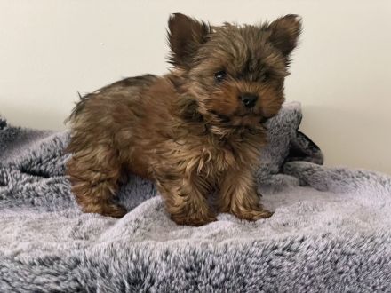 wunderschöne Mini Yorkshire Terrier Welpen