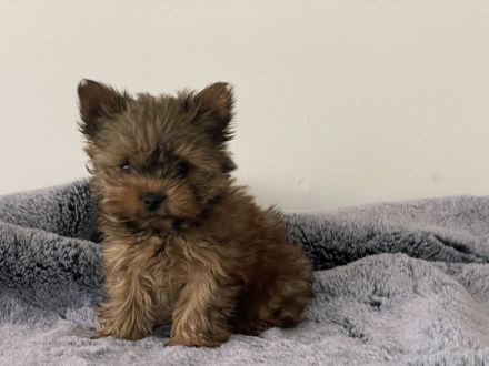 wunderschöne Mini Yorkshire Terrier Welpen
