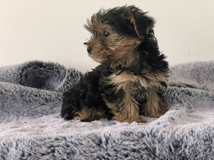 wunderschöne Mini Yorkshire Terrier Welpen