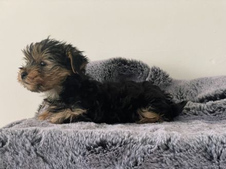wunderschöne Mini Yorkshire Terrier Welpen