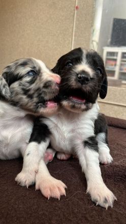 Kleiner Münsterländer x Australian Shepherd Mix