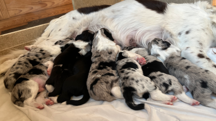 Kleiner Münsterländer x Australian Shepherd Mix