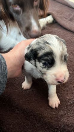 Kleiner Münsterländer x Australian Shepherd Mix