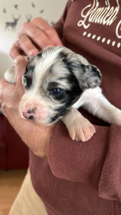 Kleiner Münsterländer x Australian Shepherd Mix