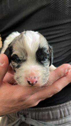 Kleiner Münsterländer x Australian Shepherd Mix
