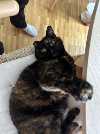 Zwei verkuschelte ältere Hauskatzen