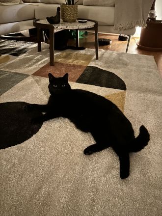 Zwei verkuschelte ältere Hauskatzen