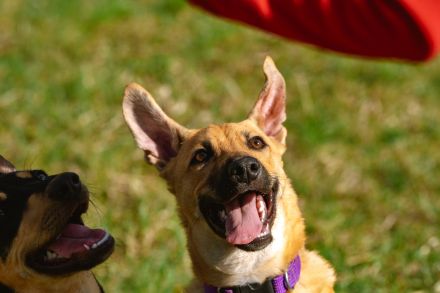 Peruanische Nackthunde