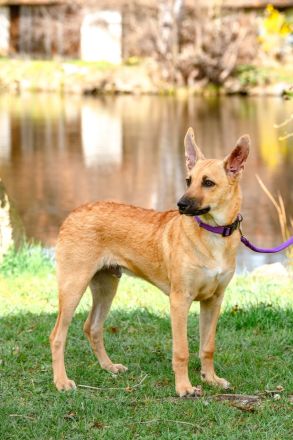 Peruanische Nackthunde