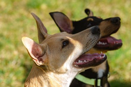 Peruanische Nackthunde