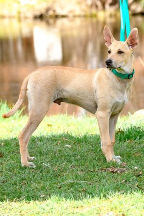 Peruanische Nackthunde