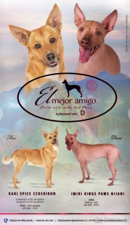 Peruanische Nackthunde