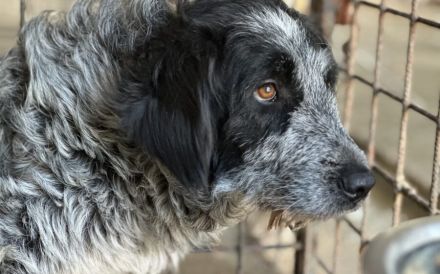 Scheue Gundi sucht liebevolles Zuhause