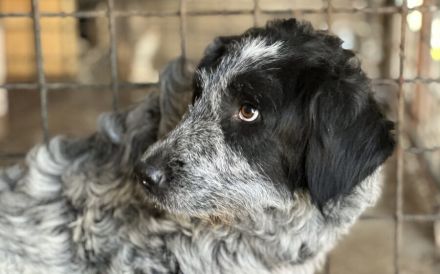 Scheue Gundi sucht liebevolles Zuhause