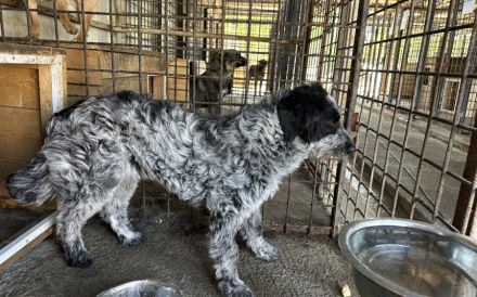 Scheue Gundi sucht liebevolles Zuhause