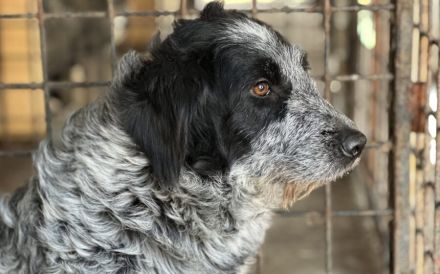 Scheue Gundi sucht liebevolles Zuhause