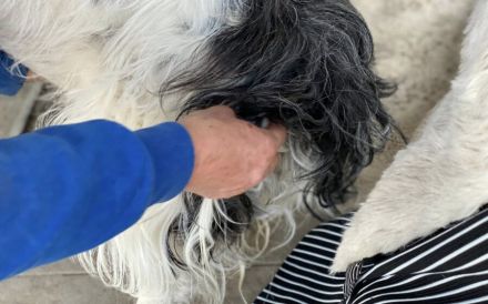 Wirbelwind Rani erobert die Herzen im Sturm