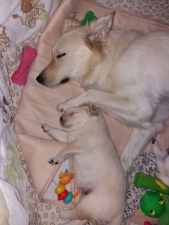 Golden Retriever schäferhund Mischling