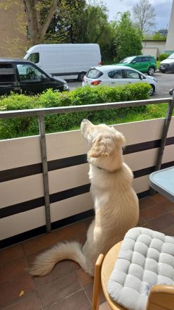 Golden Retriever schäferhund Mischling