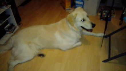 Golden Retriever schäferhund Mischling