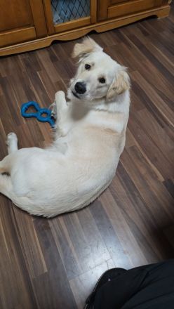 Golden Retriever schäferhund Mischling