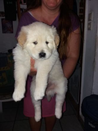 Golden Retriever schäferhund Mischling