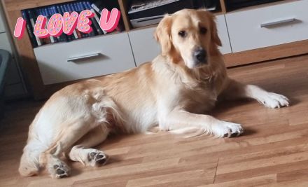 Golden Retriever schäferhund Mischling