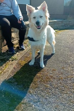 Golden Retriever schäferhund Mischling