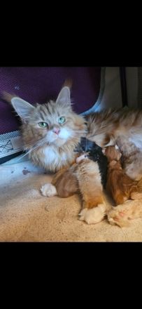 Maine Coon mit Stammbaum