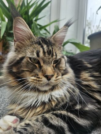 Maine Coon mit Stammbaum