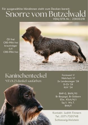 Deckrüde Rauhaar Kaninchenteckel