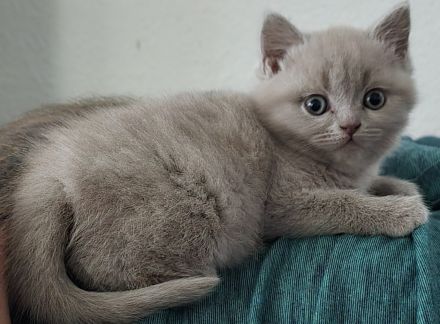 Süße BKH Babykatzen suchen ein neues Zuhause