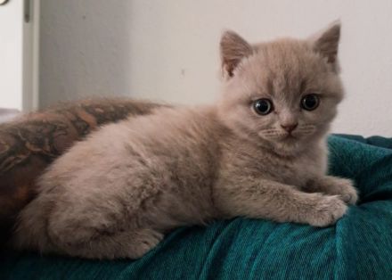 Süße BKH Babykatzen suchen ein neues Zuhause