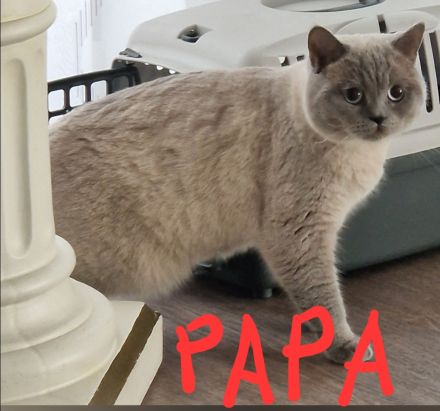 Süße BKH Babykatzen suchen ein neues Zuhause